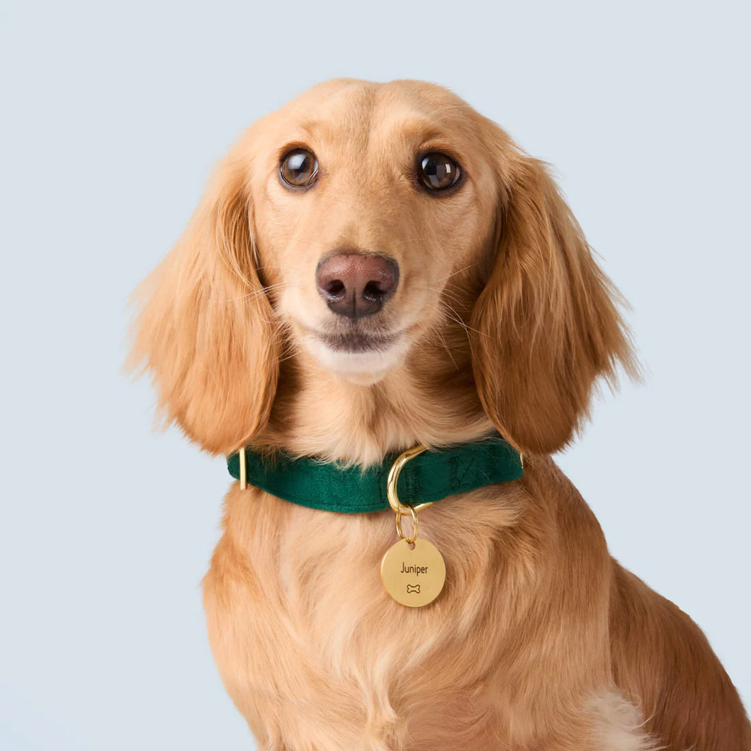 Forest Green Velvet Dog Collar