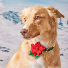 Load image into Gallery viewer, Poinsettia Dog Collar Flower
